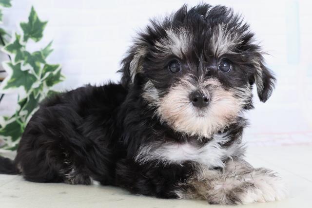 熊本県のシュナマル/マルシュナ(シュナウザー×マルチーズ) (Coo&RIKU熊本店/2025年11月21日生まれ/男の子/ブラックシルバー)の子犬の2枚目の画像