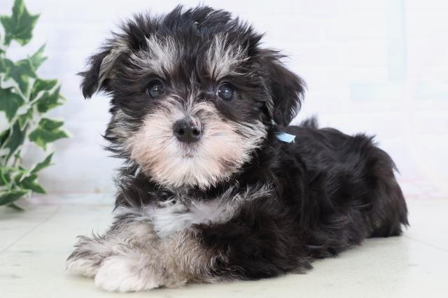 熊本県のシュナマル/マルシュナ(シュナウザー×マルチーズ) (Coo&RIKU熊本店/2025年11月21日生まれ/男の子/ブラックシルバー)の子犬の3枚目の画像