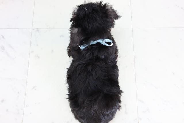 熊本県のシュナマル/マルシュナ(シュナウザー×マルチーズ) (Coo&RIKU熊本店/2025年11月21日生まれ/男の子/ブラックシルバー)の子犬の4枚目の画像