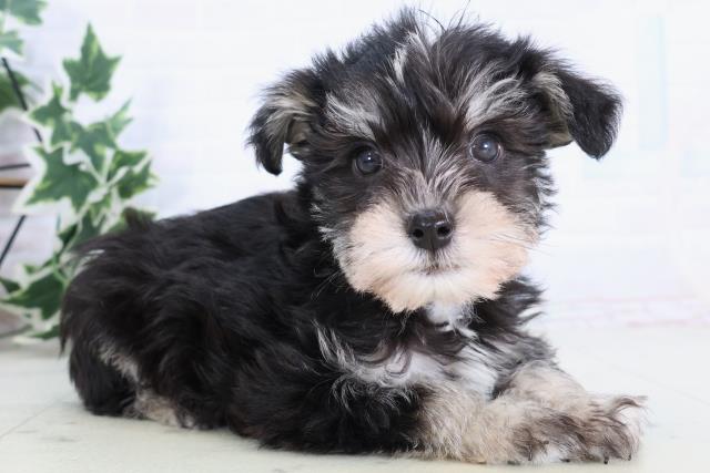 大分県のシュナマル/マルシュナ(シュナウザー×マルチーズ) (Coo&RIKU大分店/2025年11月21日生まれ/男の子/ブラックシルバー)の子犬の2枚目の画像