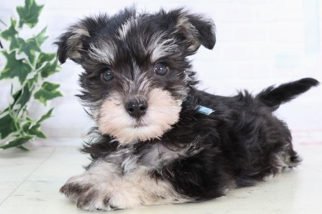 大分県のシュナマル/マルシュナ(シュナウザー×マルチーズ) (Coo&RIKU大分店/2025年11月21日生まれ/男の子/ブラックシルバー)の子犬の3枚目の画像