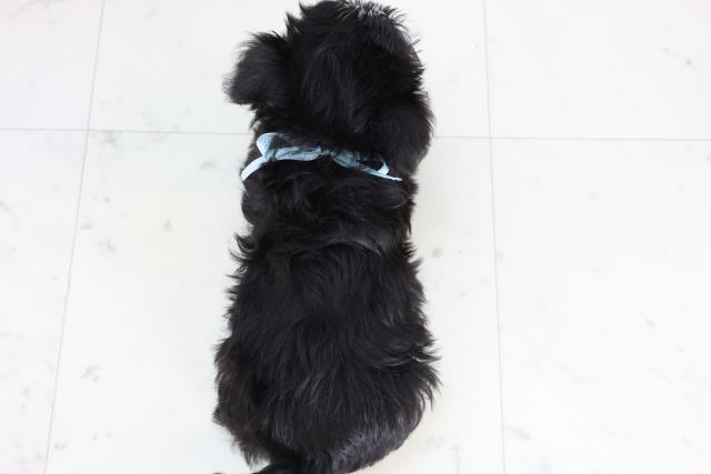 大分県のシュナマル/マルシュナ(シュナウザー×マルチーズ) (Coo&RIKU大分店/2025年11月21日生まれ/男の子/ブラックシルバー)の子犬の4枚目の画像