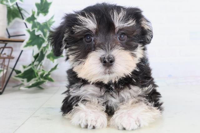 福岡県のシュナマル/マルシュナ(シュナウザー×マルチーズ) (Coo&RIKU福岡古賀店/2025年11月21日生まれ/男の子/ブラックシルバー)の子犬の1枚目の画像