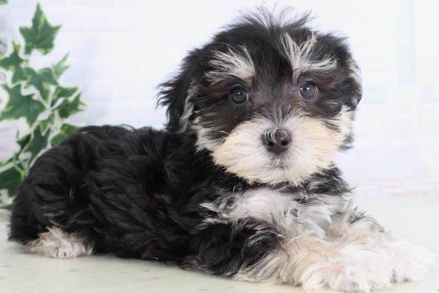 福岡県のシュナマル/マルシュナ(シュナウザー×マルチーズ) (Coo&RIKU福岡古賀店/2025年11月21日生まれ/男の子/ブラックシルバー)の子犬の2枚目の画像