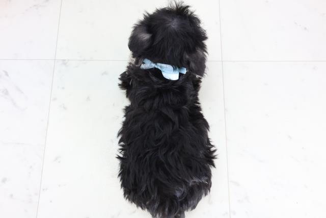 福岡県のシュナマル/マルシュナ(シュナウザー×マルチーズ) (Coo&RIKU福岡古賀店/2025年11月21日生まれ/男の子/ブラックシルバー)の子犬の4枚目の画像