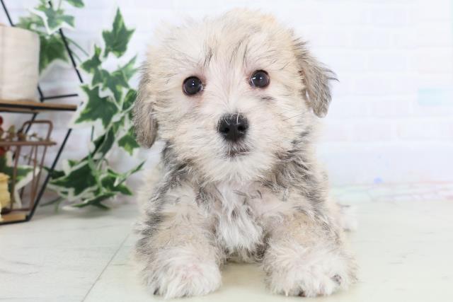 鹿児島県のシュナマル/マルシュナ(シュナウザー×マルチーズ) (Coo&RIKU鹿児島店/2025年11月21日生まれ/男の子/フォーンセーブル)の子犬の1枚目の画像