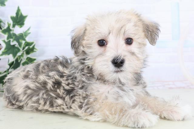 鹿児島県のシュナマル/マルシュナ(シュナウザー×マルチーズ) (Coo&RIKU鹿児島店/2025年11月21日生まれ/男の子/フォーンセーブル)の子犬の2枚目の画像