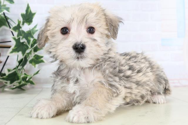 鹿児島県のシュナマル/マルシュナ(シュナウザー×マルチーズ) (Coo&RIKU鹿児島店/2025年11月21日生まれ/男の子/フォーンセーブル)の子犬の3枚目の画像