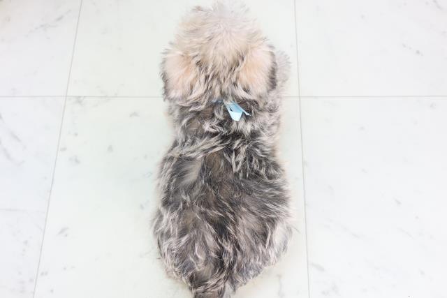 鹿児島県のシュナマル/マルシュナ(シュナウザー×マルチーズ) (Coo&RIKU鹿児島店/2025年11月21日生まれ/男の子/フォーンセーブル)の子犬の4枚目の画像