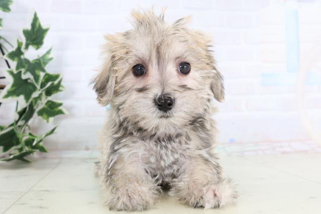 広島県のシュナマル/マルシュナ(シュナウザー×マルチーズ) (Coo&RIKU広島北店/2025年11月21日生まれ/男の子/フォーンセーブル)の子犬の1枚目の画像