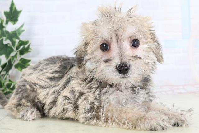 広島県のシュナマル/マルシュナ(シュナウザー×マルチーズ) (Coo&RIKU広島北店/2025年11月21日生まれ/男の子/フォーンセーブル)の子犬の2枚目の画像