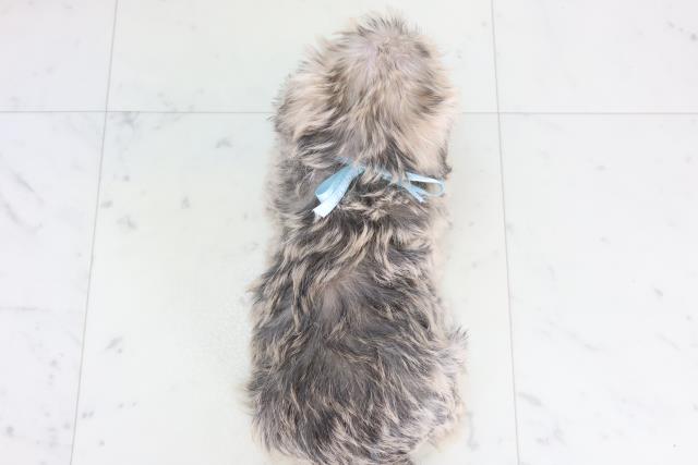 広島県のシュナマル/マルシュナ(シュナウザー×マルチーズ) (Coo&RIKU広島北店/2025年11月21日生まれ/男の子/フォーンセーブル)の子犬の4枚目の画像