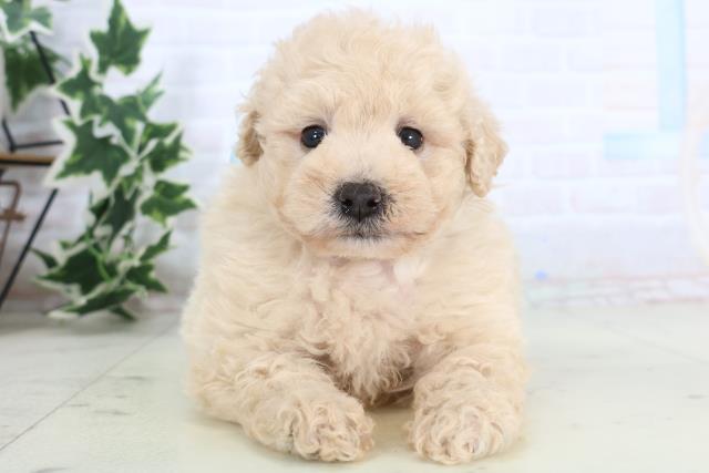 広島県のマルプー(マルチーズ×プードル) (Coo&RIKU東広島店/2025年11月20日生まれ/男の子/クリーム)の子犬の1枚目の画像