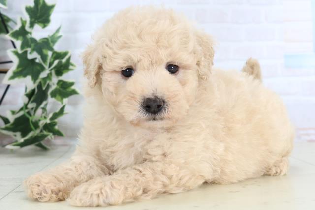 広島県のマルプー(マルチーズ×プードル) (Coo&RIKU東広島店/2025年11月20日生まれ/男の子/クリーム)の子犬の3枚目の画像