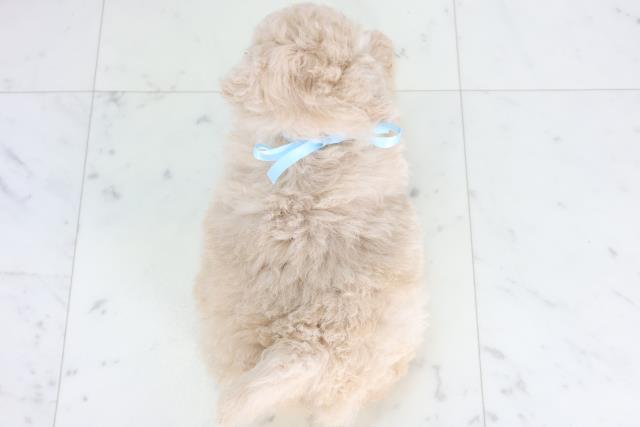広島県のマルプー(マルチーズ×プードル) (Coo&RIKU東広島店/2025年11月20日生まれ/男の子/クリーム)の子犬の4枚目の画像