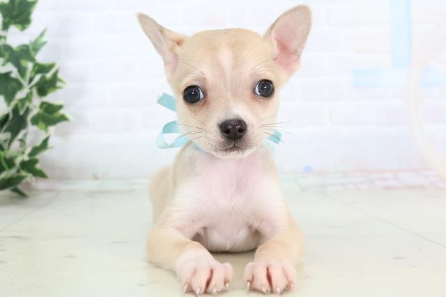 広島県のチワワ(スムース) (Coo&RIKUゆめタウン大竹店/2025年11月21日生まれ/男の子/フォーンホワイト)の子犬の1枚目の画像