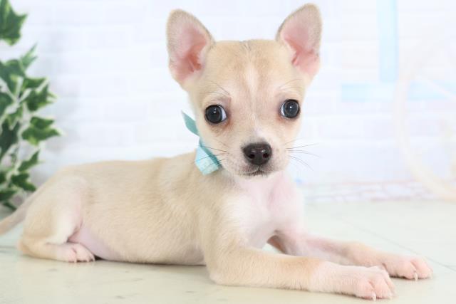 広島県のチワワ(スムース) (Coo&RIKUゆめタウン大竹店/2025年11月21日生まれ/男の子/フォーンホワイト)の子犬の2枚目の画像