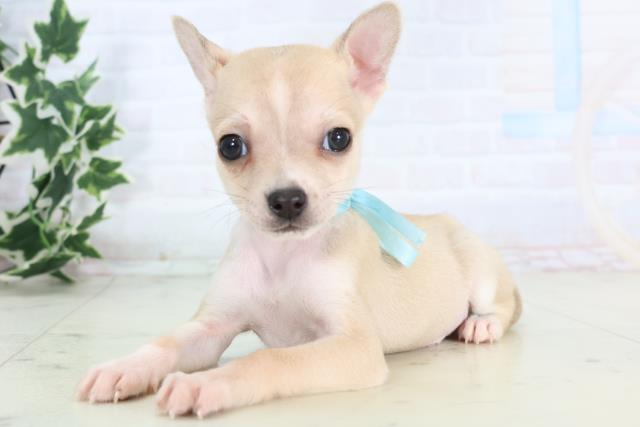 広島県のチワワ(スムース) (Coo&RIKUゆめタウン大竹店/2025年11月21日生まれ/男の子/フォーンホワイト)の子犬の3枚目の画像