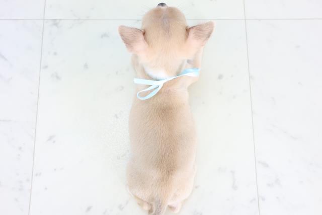 広島県のチワワ(スムース) (Coo&RIKUゆめタウン大竹店/2025年11月21日生まれ/男の子/フォーンホワイト)の子犬の4枚目の画像