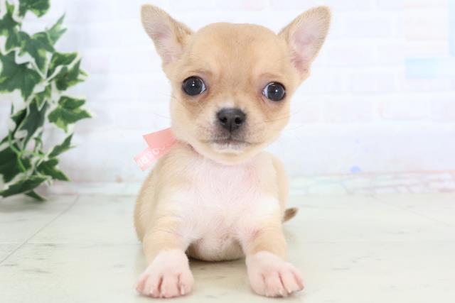 徳島県のチワワ(スムース) (Coo&RIKU徳島店/2025年11月21日生まれ/女の子/フォーンホワイト)の子犬の1枚目の画像