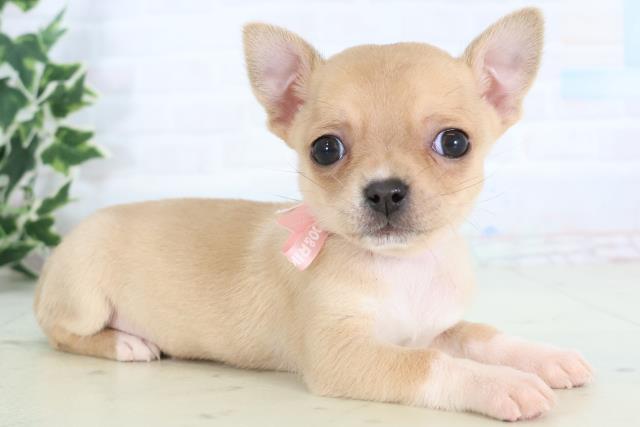 徳島県のチワワ(スムース) (Coo&RIKU徳島店/2025年11月21日生まれ/女の子/フォーンホワイト)の子犬の2枚目の画像