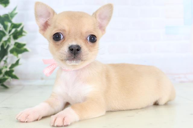 徳島県のチワワ(スムース) (Coo&RIKU徳島店/2025年11月21日生まれ/女の子/フォーンホワイト)の子犬の3枚目の画像