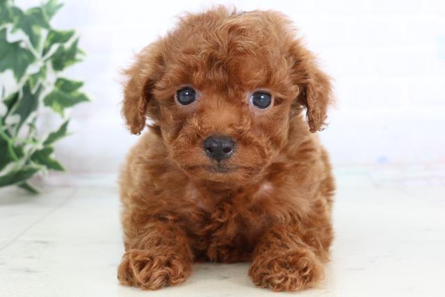 福岡県のトイプードル(トイ) (Coo&RIKU黒崎店/2025年11月22日生まれ/女の子/レッド)の子犬の1枚目の画像