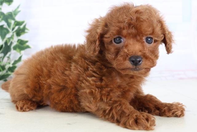 福岡県のトイプードル(トイ) (Coo&RIKU黒崎店/2025年11月22日生まれ/女の子/レッド)の子犬の2枚目の画像