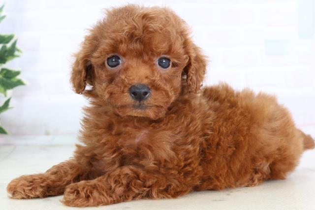 福岡県のトイプードル(トイ) (Coo&RIKU黒崎店/2025年11月22日生まれ/女の子/レッド)の子犬の3枚目の画像