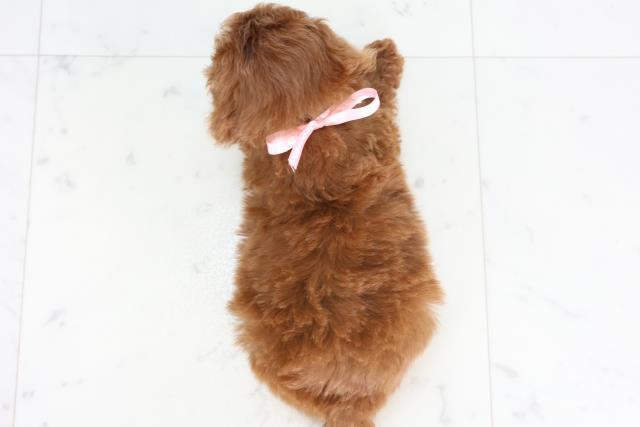 福岡県のトイプードル(トイ) (Coo&RIKU黒崎店/2025年11月22日生まれ/女の子/レッド)の子犬の4枚目の画像