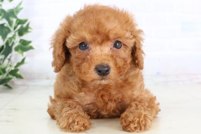 熊本県のトイプードル(トイ) (Coo&RIKU宇土シティモール店/2025年11月22日生まれ/男の子/レッド)の子犬の1枚目の画像