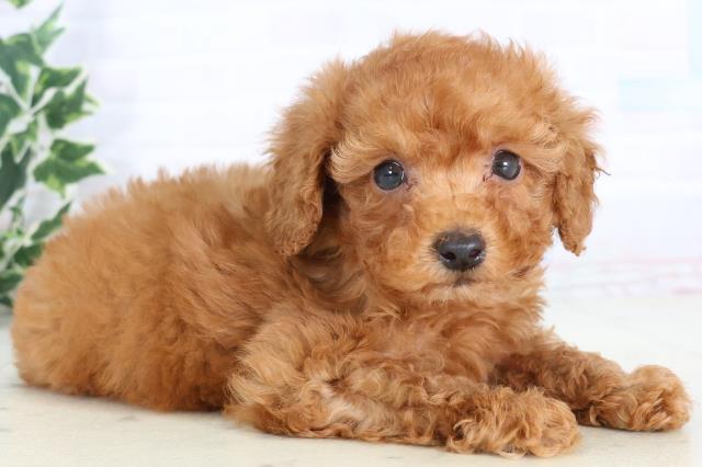 熊本県のトイプードル(トイ) (Coo&RIKU宇土シティモール店/2025年11月22日生まれ/男の子/レッド)の子犬の2枚目の画像