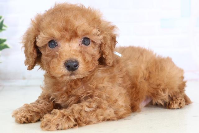 熊本県のトイプードル(トイ) (Coo&RIKU宇土シティモール店/2025年11月22日生まれ/男の子/レッド)の子犬の3枚目の画像