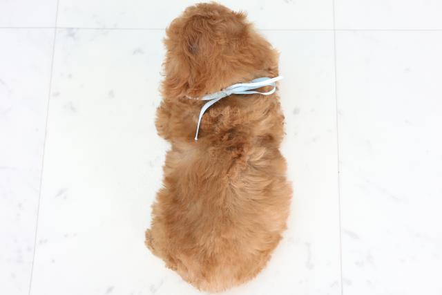 熊本県のトイプードル(トイ) (Coo&RIKU宇土シティモール店/2025年11月22日生まれ/男の子/レッド)の子犬の4枚目の画像