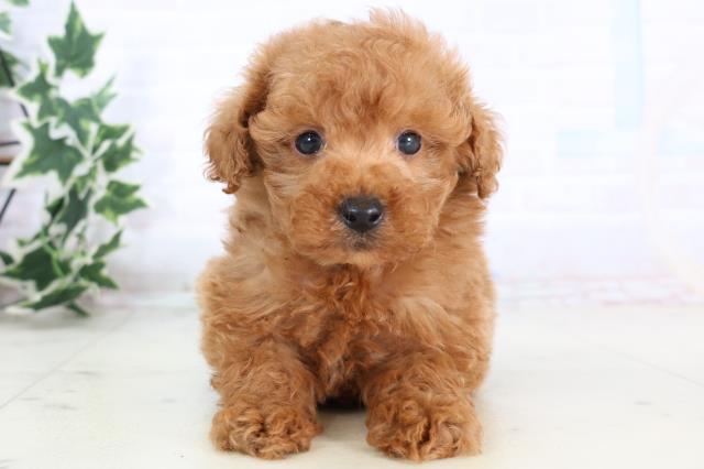 福岡県のトイプードル(トイ) (Coo&RIKU小倉店/2025年11月22日生まれ/男の子/レッド)の子犬の1枚目の画像