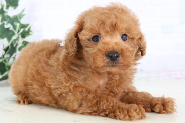 福岡県のトイプードル(トイ) (Coo&RIKU小倉店/2025年11月22日生まれ/男の子/レッド)の子犬の2枚目の画像