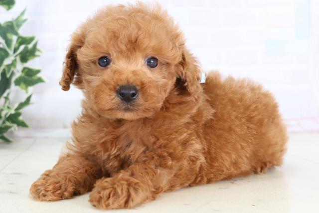 福岡県のトイプードル(トイ) (Coo&RIKU小倉店/2025年11月22日生まれ/男の子/レッド)の子犬の3枚目の画像