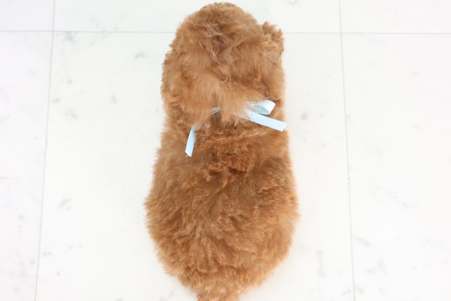 福岡県のトイプードル(トイ) (Coo&RIKU小倉店/2025年11月22日生まれ/男の子/レッド)の子犬の4枚目の画像