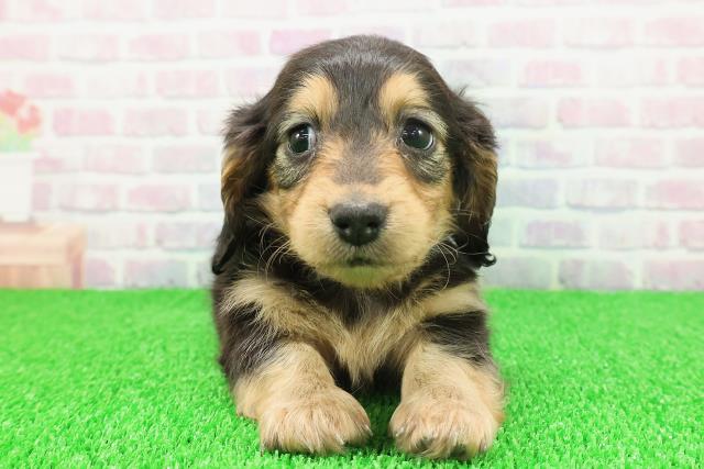 東京都のカニンヘンダックスフンド(ロング) (Coo&RIKU赤坂店/2025年11月21日生まれ/女の子/ブラックタン)の子犬の1枚目の画像