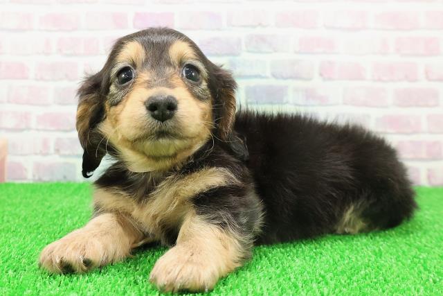 東京都のカニンヘンダックスフンド(ロング) (Coo&RIKU赤坂店/2025年11月21日生まれ/女の子/ブラックタン)の子犬の2枚目の画像