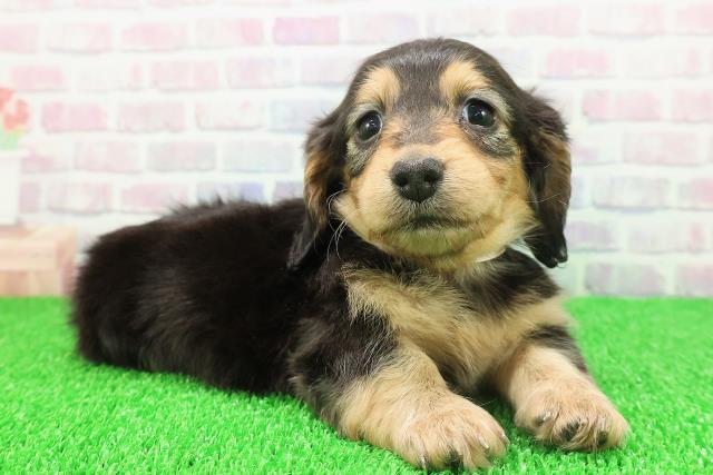 東京都のカニンヘンダックスフンド(ロング) (Coo&RIKU赤坂店/2025年11月21日生まれ/女の子/ブラックタン)の子犬の3枚目の画像