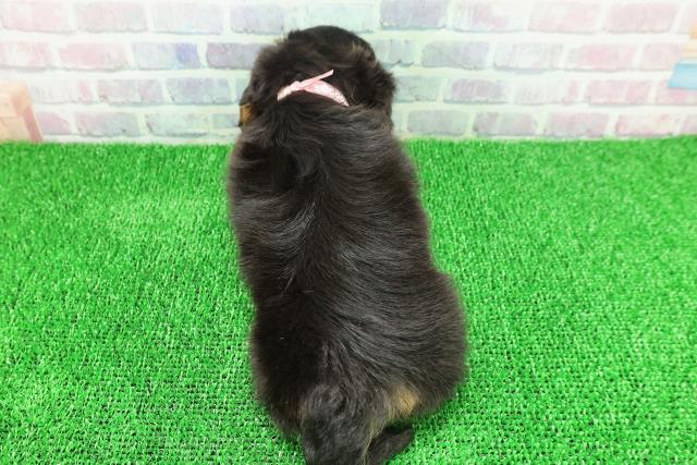 東京都のカニンヘンダックスフンド(ロング) (Coo&RIKU赤坂店/2025年11月21日生まれ/女の子/ブラックタン)の子犬の4枚目の画像