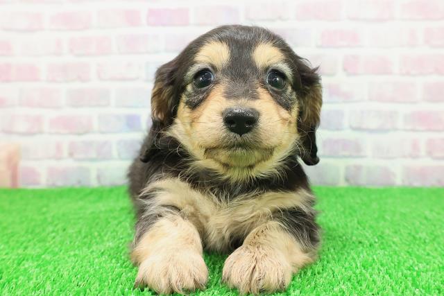 東京都のカニンヘンダックスフンド(ロング) (Coo&RIKU大久保店/2025年11月21日生まれ/女の子/ブラックタン)の子犬の1枚目の画像