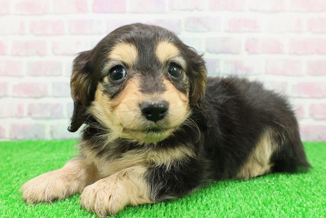 東京都のカニンヘンダックスフンド(ロング) (Coo&RIKU大久保店/2025年11月21日生まれ/女の子/ブラックタン)の子犬の2枚目の画像