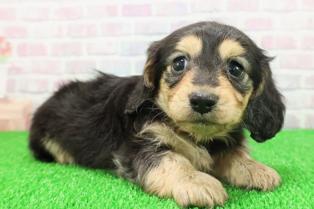 東京都のカニンヘンダックスフンド(ロング) (Coo&RIKU大久保店/2025年11月21日生まれ/女の子/ブラックタン)の子犬の3枚目の画像