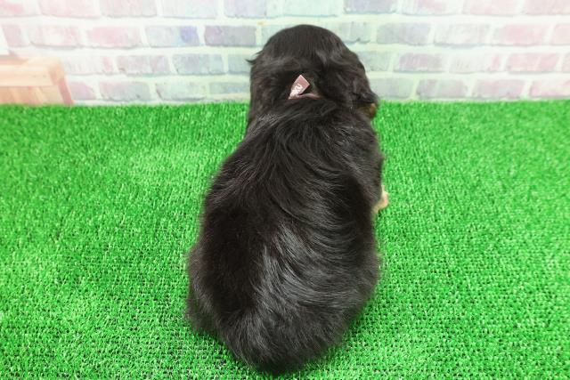 東京都のカニンヘンダックスフンド(ロング) (Coo&RIKU大久保店/2025年11月21日生まれ/女の子/ブラックタン)の子犬の4枚目の画像