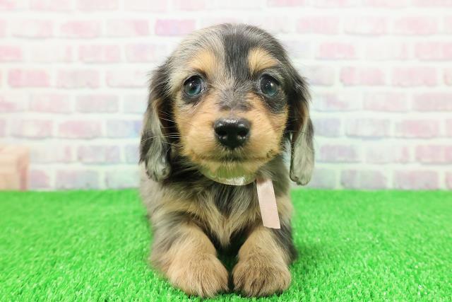 東京都のカニンヘンダックスフンド(ロング) (Coo&RIKU新宿三丁目店/2025年11月21日生まれ/女の子/シルバーダップル)の子犬の1枚目の画像