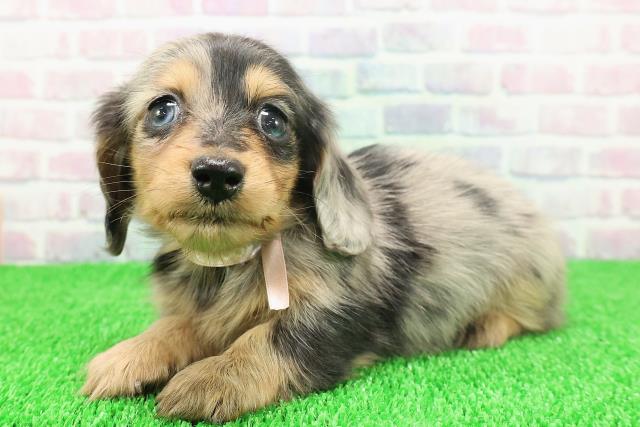 東京都のカニンヘンダックスフンド(ロング) (Coo&RIKU新宿三丁目店/2025年11月21日生まれ/女の子/シルバーダップル)の子犬の2枚目の画像