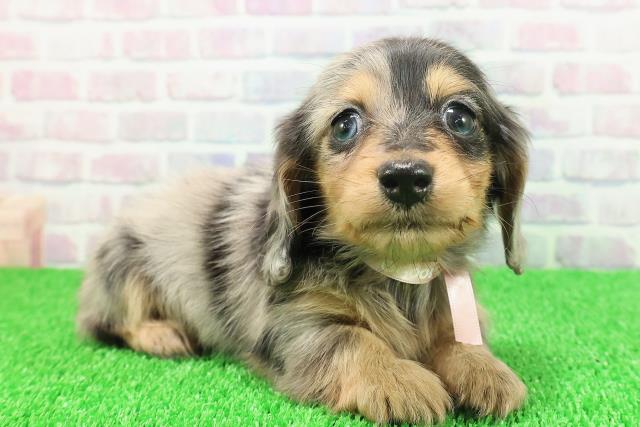 東京都のカニンヘンダックスフンド(ロング) (Coo&RIKU新宿三丁目店/2025年11月21日生まれ/女の子/シルバーダップル)の子犬の3枚目の画像