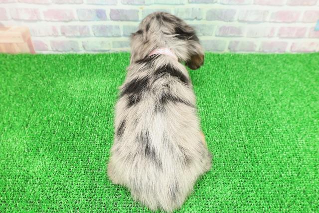 東京都のカニンヘンダックスフンド(ロング) (Coo&RIKU新宿三丁目店/2025年11月21日生まれ/女の子/シルバーダップル)の子犬の4枚目の画像